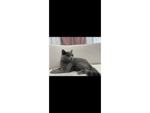 Gri british shorthair erkek