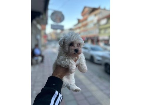 Maltese yavrularımız 40 günlük