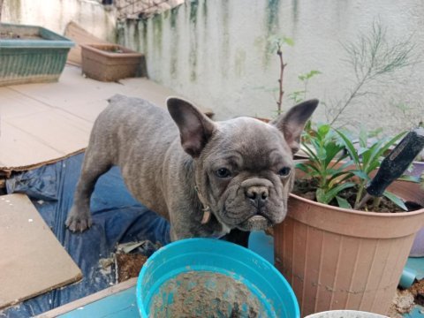 Evcil fransız bulldog