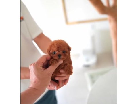 Orjinal safkan tuvalet eğitimli poodle bebekler