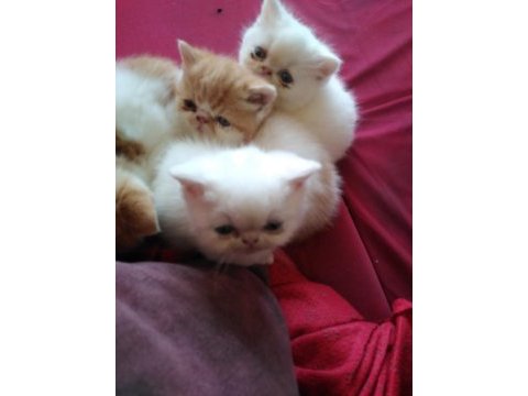 İran persian safkan