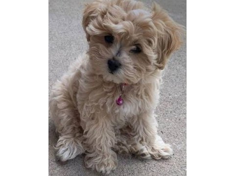 Maltipoo yavrularımız sizleri bekliyor