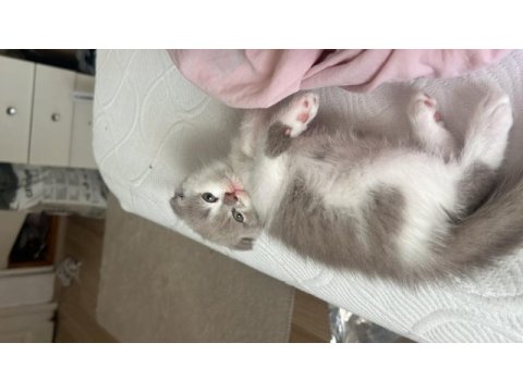 Bicolor nadir bulunan çift renk anne baba safkan kediler
