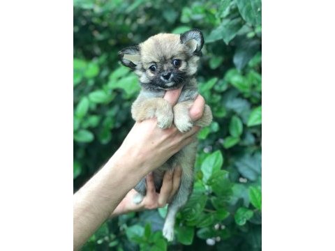 Haylaz chihuahua bebek