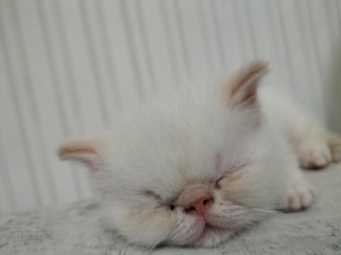 Exotic shorthair 2 aylık erkek