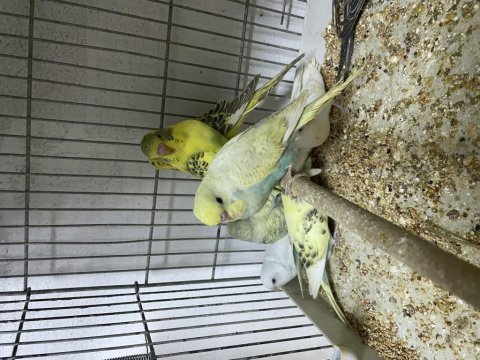 Ele alıştırmalık muhabbet kuşu yavrular