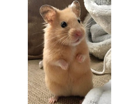Hamster-gonzales yavrularımız heryere gönderim