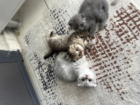 Scottish fold kediler için ulaşın