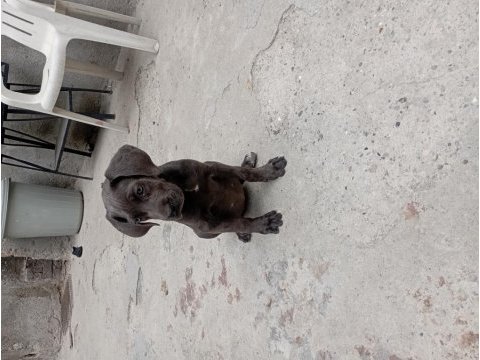 Cane corso blue dişi