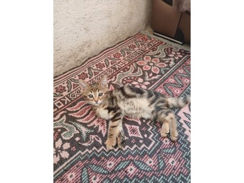İkiz tekir yavru kedilerimize yuva arıyoruz