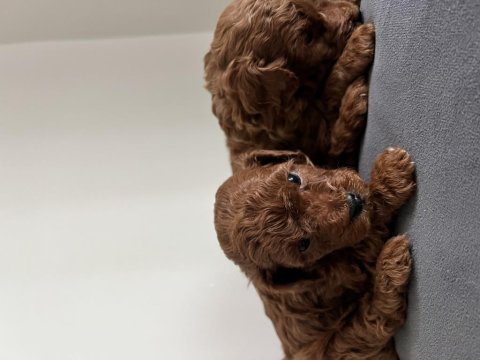 Erkek toy poodle