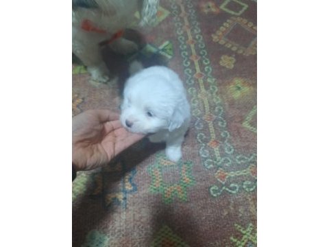 3 adet yavru terrier