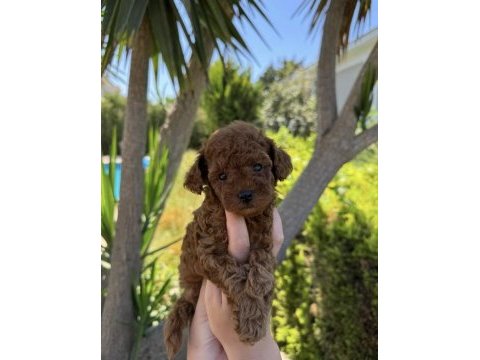 Teacup kore toy poodle bebekler