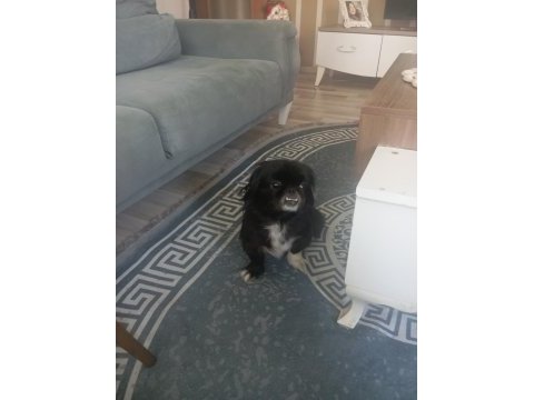 Sahiplendirme köpeğimize iyi bir yuva arıyoruz