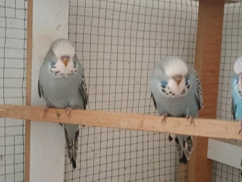 Show jumbo muhabbet kuşu yavrular