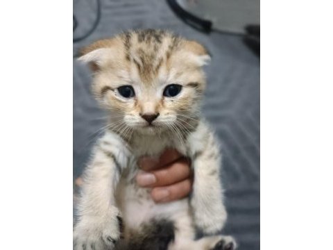 Scottish fold yavrularım annede babada kendi ev kedilerim