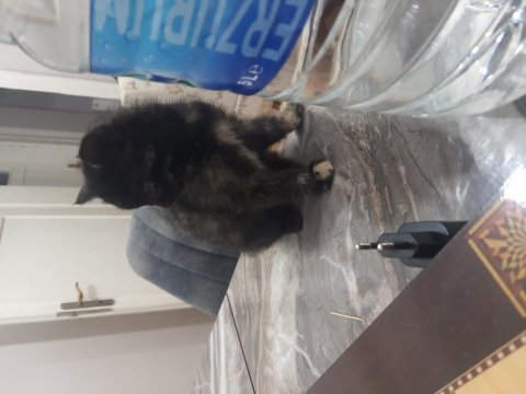 Anne norveç orman kedisi - melez
