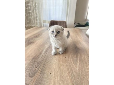 Scottish fold bebek