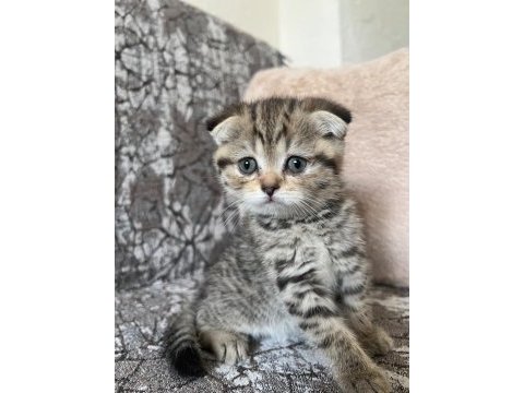 Kaliteden şaşma scottish fold