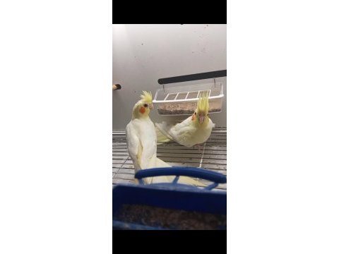 Sultan papağanı lutino full+full evcil