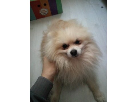 Sahibinden 2 yaşında pomeranian köpeği