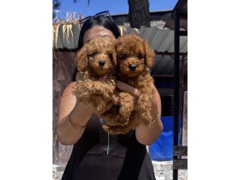 Ufacık red toy poodle yavrularım