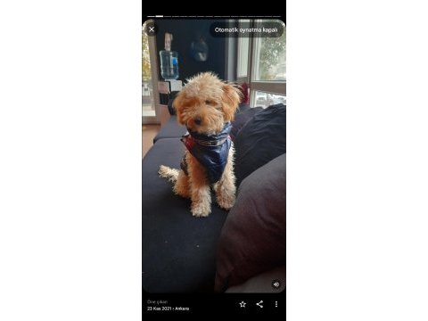 3 yaşında damat poodle