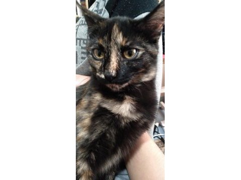 Çok acil kedi sahiplendirme