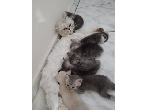 Silver british longhair anne ve siyam babanın yavruları