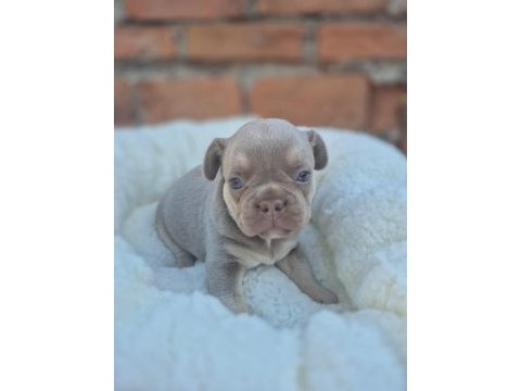 Mavi gözlü french bulldog bebekler