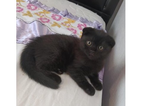 Scottish fold bebişler yeni yuvalarını arıyor