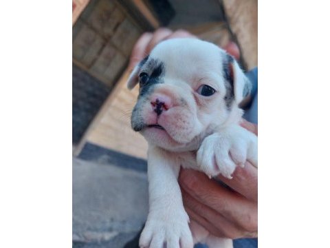 Bir şey anlatmaya gerek yok french bulldog yavrular ortada