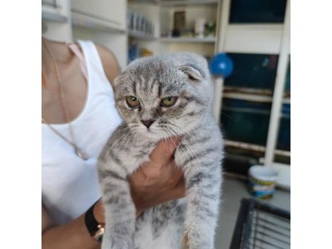 Bebek scottish fold her ile güvenli gönderim yapılır