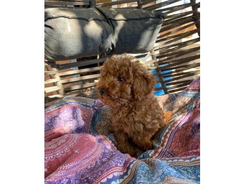 Koyu renk yavru poodle