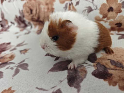 Ginepig yavru