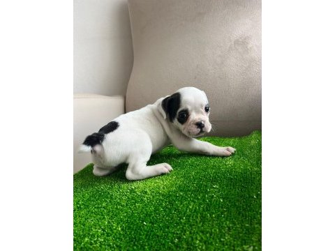 Fransız bulldog yavrularım