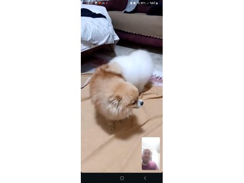 Pomeranian bebekler