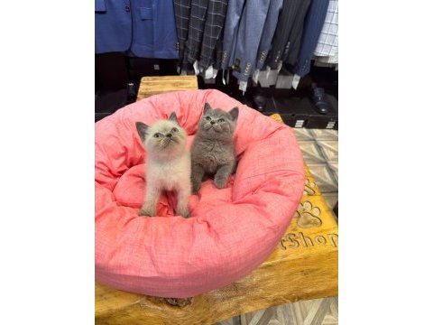 Irk sağlık garantili british shorthair yavrularımız