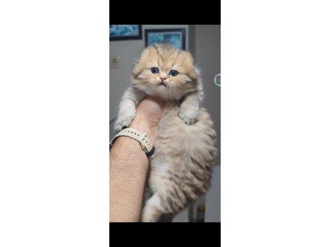 Scottish fold kedisi