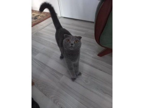 0 kulak top kafa scottish fold