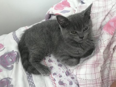 Kızımın alerjisi olduğu için british shorthair