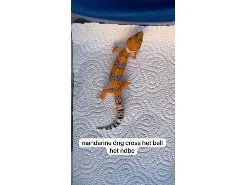 Yavru leopar gecko
