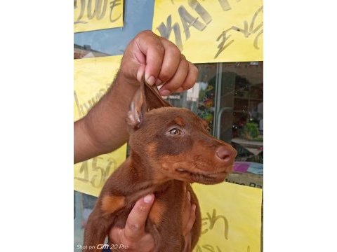 Doberman yavrular 19/05 doğumlu cipli karneli