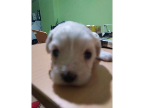 Maltese terrier yavrular