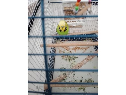 Erkek jumbo muhabbet kuşu