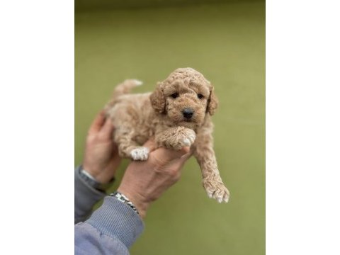 0 numara dişi maltipoo yavrularımız