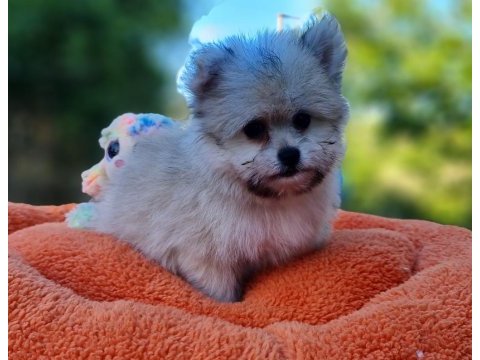 Minik morkie yavrularımız