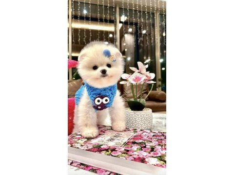 Gerçek minyatür pomeranian boo yavruları