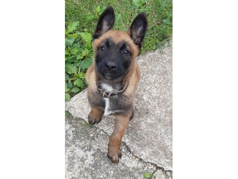 Malinois yavrular