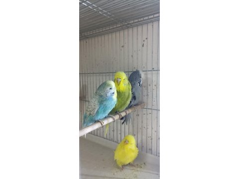 Yem maliyetine şov jumbo kuşlar